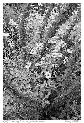 Brittlebush and ocotilo. Saguaro National Park (black and white)