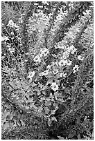 Brittlebush and ocotilo. Saguaro National Park, Arizona, USA. (black and white)