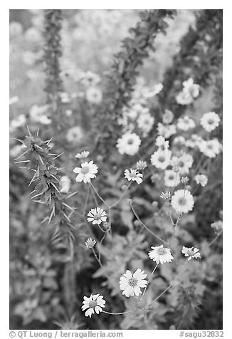 Brittlebush and ocotilo. Saguaro National Park, Arizona, USA.