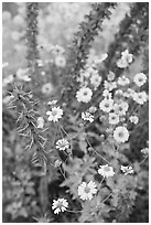 Brittlebush and ocotilo. Saguaro National Park, Arizona, USA. (black and white)