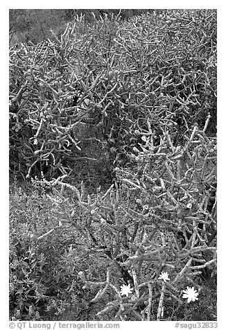 Pencil cholla cactus. Saguaro National Park (black and white)