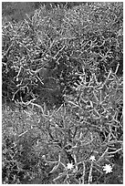 Pencil cholla cactus. Saguaro National Park ( black and white)