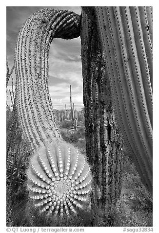 Arm of a saguaro cactus. Saguaro National Park (black and white)