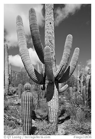 Multi-armed sagurao cactus near Ez-Kim-In-Zin. Saguaro National Park (black and white)