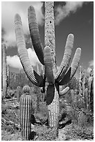 Multi-armed sagurao cactus near Ez-Kim-In-Zin. Saguaro National Park ( black and white)