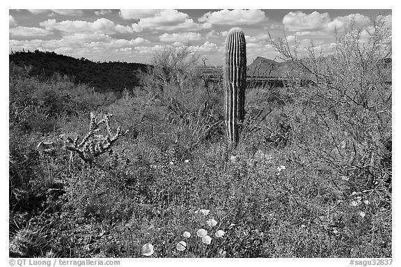 Cactus lupine, and mexican poppies with Panther Peak in the background, afternoon. Saguaro National Park (black and white)