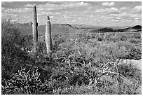 Lush desert with Cactus, mexican poppies, and palo verde near Ez-Kim-In-Zin. Saguaro National Park ( black and white)