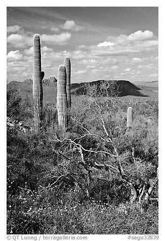Cactus, mexican poppies, and palo verde near Ez-Kim-In-Zin, afternoon. Saguaro National Park (black and white)