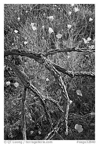 Mexican poppies and cactus squeleton. Saguaro National Park (black and white)