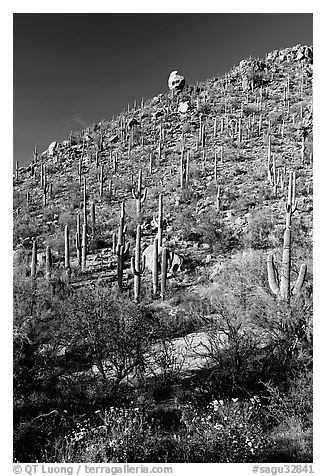 Cactus on hillside in spring, Hugh Norris Trail. Saguaro National Park (black and white)