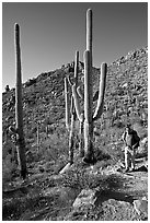 Hiker and saguaro cactus, Hugh Norris Trail. Saguaro National Park ( black and white)