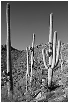 Tall saguaro cactus (scientific name: Carnegiea gigantea), Hugh Norris Trail. Saguaro National Park, Arizona, USA. (black and white)