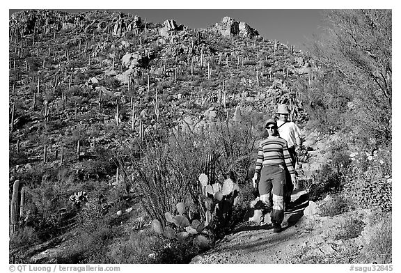 Hiking down Hugh Norris Trail amongst saguaro cactus. Saguaro National Park (black and white)
