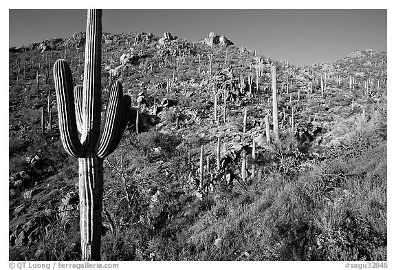 Saguaro cacti on hillside, Hugh Norris Trail, late afternoon. Saguaro National Park (black and white)