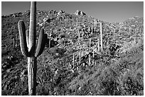 Saguaro cacti on hillside, Hugh Norris Trail, late afternoon. Saguaro National Park ( black and white)