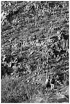 Hikers descending Hugh Norris Trail amongst saguaro cactus, late afternoon. Saguaro National Park ( black and white)