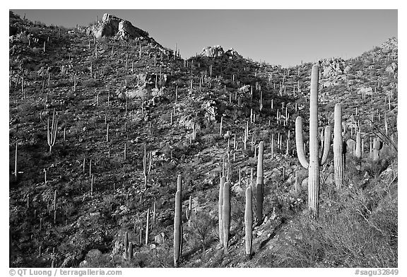 Tall cactus on the slopes of Tucson Mountains, late afternoon. Saguaro National Park (black and white)