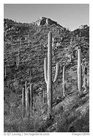 Tall saguaro cactus on the slopes of Tucson Mountains, late afternoon. Saguaro National Park (black and white)