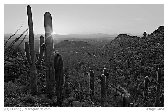 Saguaro cactus at sunset, Hugh Norris Trail. Saguaro National Park (black and white)