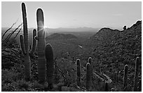 Saguaro cactus at sunset, Hugh Norris Trail. Saguaro National Park, Arizona, USA. (black and white)