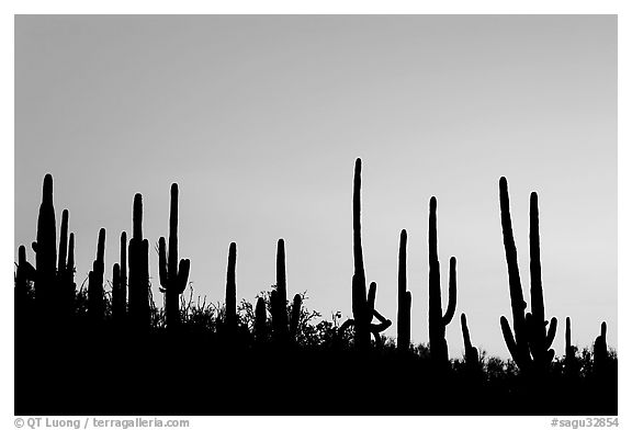 Dense saguaro cactus forest at sunrise near Ez-Kim-In-Zin. Saguaro National Park (black and white)