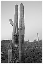 Twin cactus at dawn near Ez-Kim-In-Zin. Saguaro National Park ( black and white)