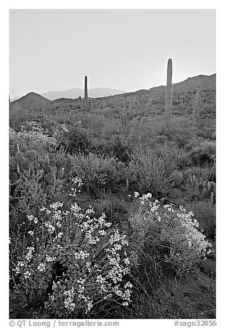 Brittlebush and cactus at sunrise near Ez-Kim-In-Zin. Saguaro National Park, Arizona, USA.