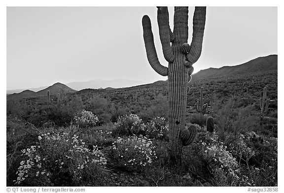 Brittlebush and backlit cactus at sunrise near Ez-Kim-In-Zin. Saguaro National Park (black and white)