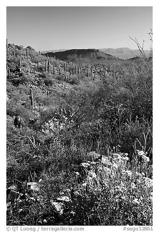 Brittlebush and cactus near Ez-Kim-In-Zin, morning. Saguaro National Park, Arizona, USA.