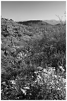 Brittlebush and cactus near Ez-Kim-In-Zin, morning. Saguaro National Park ( black and white)