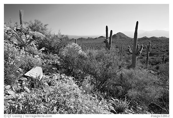 Brittlebush and Saguaro cactus near Ez-Kim-In-Zin, morning. Saguaro National Park, Arizona, USA.