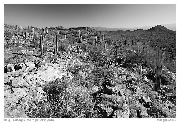 Rocks, flowers and cactus with Panther Peak and Safford Peak in the background. Saguaro National Park, Arizona, USA.