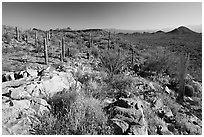 Rocks, flowers and cactus with Panther Peak and Safford Peak in the background. Saguaro National Park, Arizona, USA. (black and white)