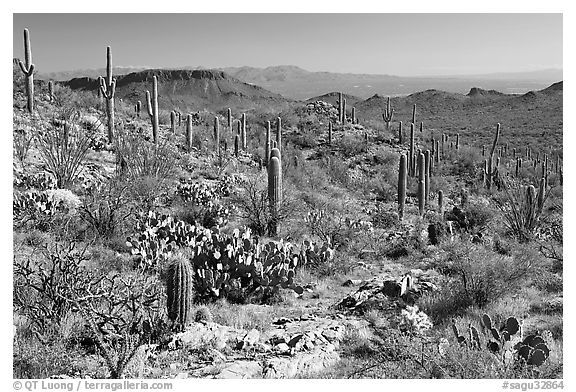 Rocks, flowers and cactus near Ez-Kim-In-Zin. Saguaro National Park (black and white)
