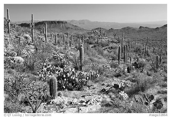 Rocks, flowers and cactus, morning. Saguaro National Park, Arizona, USA.