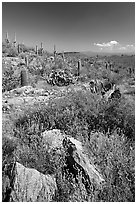 Rocks, flowers and cactus, morning. Saguaro National Park, Arizona, USA. (black and white)