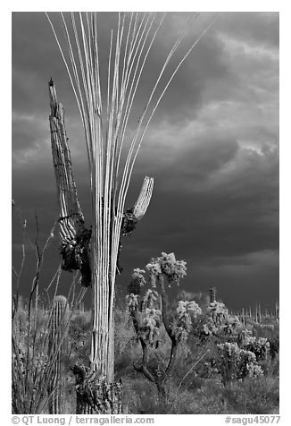 Bare wooden ribs of Saguaro skeleton under dark sky. Saguaro National Park (black and white)