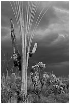 Bare wooden ribs of Saguaro skeleton under dark sky. Saguaro National Park, Arizona, USA. (black and white)