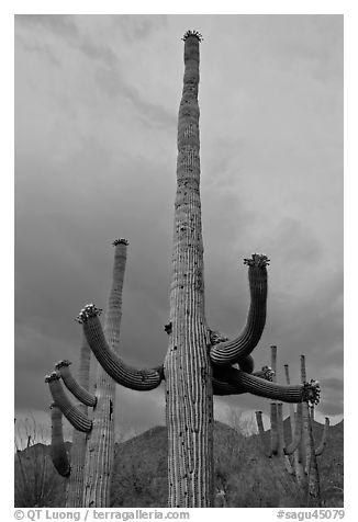 Saguaro cactus with flowers at dusk. Saguaro National Park (black and white)