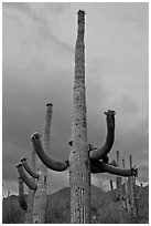 Saguaro cactus with flowers at dusk. Saguaro National Park, Arizona, USA. (black and white)