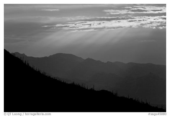 Ridge with saguaro cactus, mountain, and sunrays. Saguaro National Park, Arizona, USA.