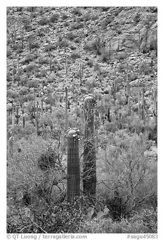 Sonoran cactus in bloom. Saguaro National Park (black and white)