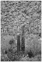 Sonoran cactus in bloom. Saguaro National Park, Arizona, USA. (black and white)