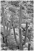 Saguaros (Carnegiea gigantea) in flower. Saguaro National Park ( black and white)