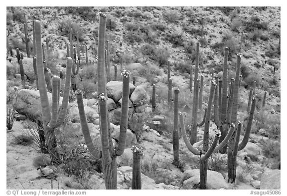 Saguaro cactus with night blooming flowers. Saguaro National Park (black and white)