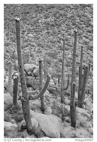 Mature saguaro in bloom. Saguaro National Park, Arizona, USA.