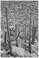 Mature saguaro in bloom. Saguaro National Park, Arizona, USA. (black and white)