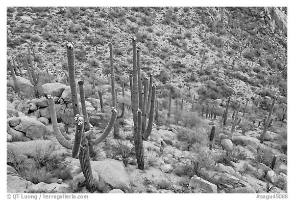 Desert slope with blooming saguaros. Saguaro National Park, Arizona, USA.