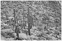 Desert slope with blooming saguaros. Saguaro National Park, Arizona, USA. (black and white)