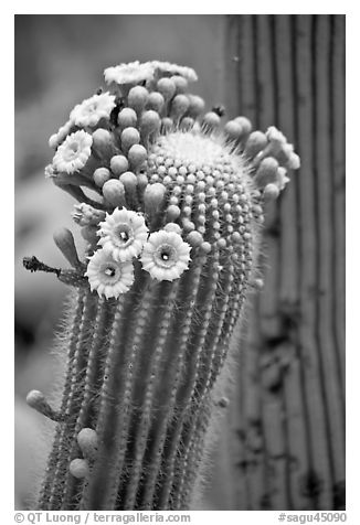 Detail of saguaro arm with flowers. Saguaro National Park (black and white)